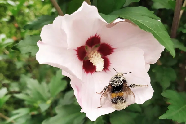 Humlan Samlar Nektar Från Blommande Hibiskus Och Bär Pollen — Stockfoto