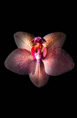 siyah arka plan üzerine izole orkide 