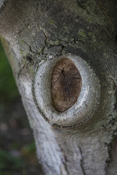 Forma Ojo Serpiente Herida Cortada Árbol — Foto de Stock