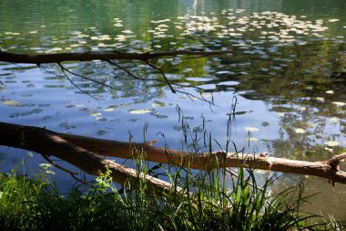 Slovenya 'da Miren yakınlarında Vipava Nehri' nin Kıyısı