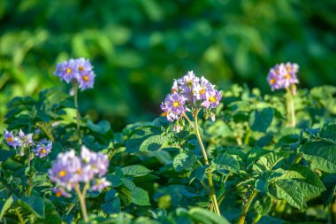 Tarlada Çiçekli Patateslerin Son Bahar Fotoğrafı