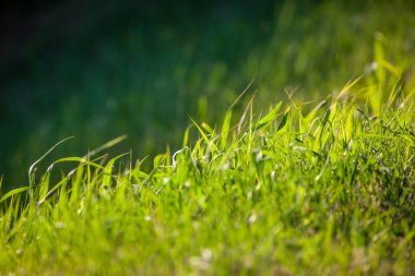 Çimenlerin Seçici Odak Fotoğrafı Seviyelerin Geçişi Üzerine Yapraklar