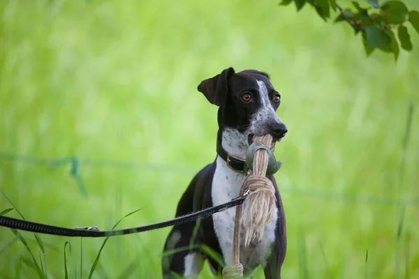 Ruby Italiana Galgo Sosteniendo Cuerda Antes Sus Juegos Imagen de stock