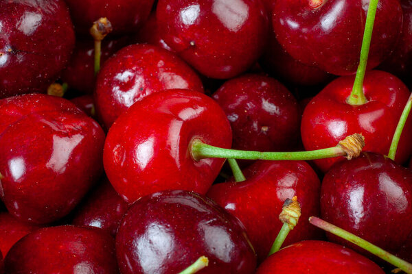 Studio Macro Photo of the Nice Cherries as Picked
 