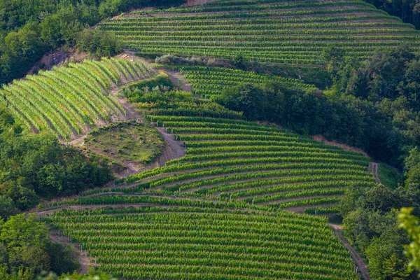 Foto Scenic Vineyards Slutet Våren Goriska Brda Slovenien — Stockfoto