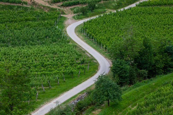 Bild Från Ovan Curvy Road Mitten Vingårdar Goriska Brda Slovenien — Stockfoto