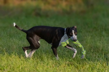 Yeşil Çimen Bahçesinde Küçük Benekli Greyhound Oynuyor 