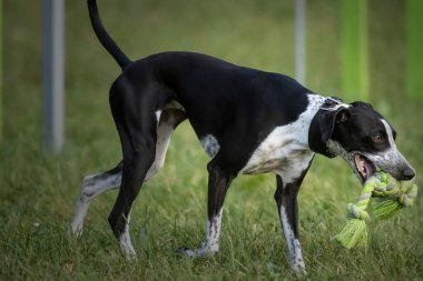 Yeşil Çimen Bahçesinde Küçük Benekli Greyhound Oynuyor 