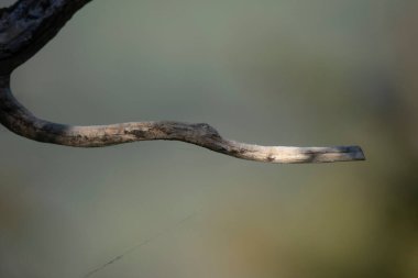 Yılan Biçimli Kurumuş Dal Atural Bulanık Arkaplan