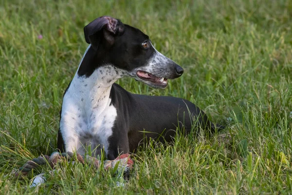 Małe Plamiste Greyhound Gra Placu Zabaw Zielona Trawa — Zdjęcie stockowe