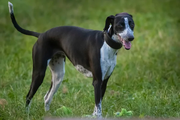 Małe Plamiste Greyhound Gra Placu Zabaw Zielona Trawa — Zdjęcie stockowe