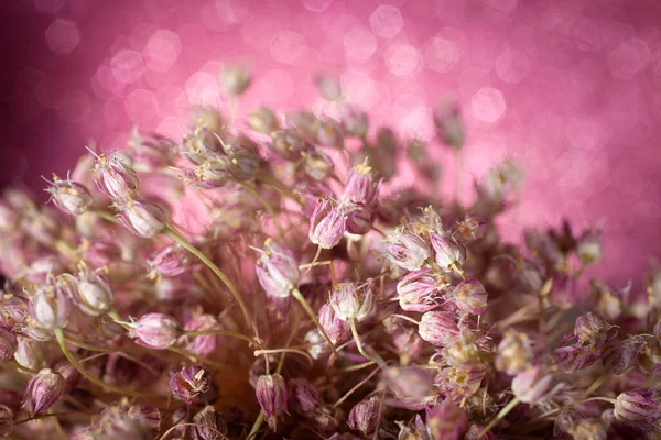 マクロ写真 ピンク アリウムの花ピンク ボケの背景 — ストック写真