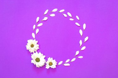 Mor bir arka plan üzerinde daire şeklinde beyaz krizantem