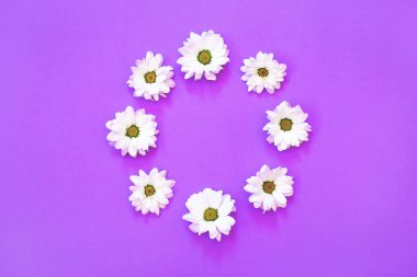 Mor bir arka plan üzerinde daire şeklinde beyaz krizantem