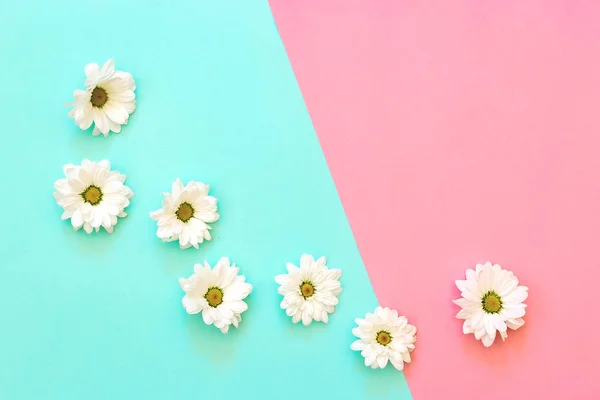 White chrysanthemum in line on a mint and pink background