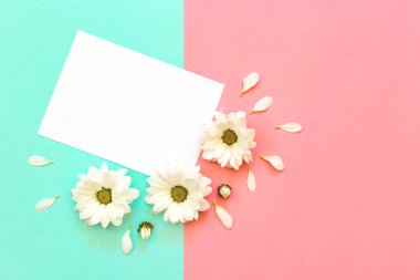 Nane ve pembe arka plan üzerinde kağıt ile beyaz krizantem