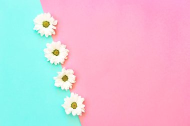 Nane ve pembe arka planda beyaz krizantem