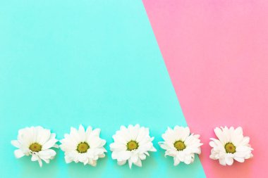 Nane ve pembe arkaplanda kopyalama alanı olan beyaz kasımpatı