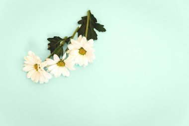 Nane arkaplanda kopyalama alanı olan beyaz kasımpatı