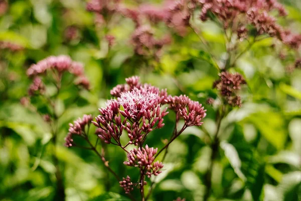 Vensterbank bloeiend in een bloembed in een landelijke tuin — Stockfoto