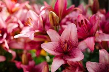 Pembe zambak bir kır bahçesinde çiçek açıyor.