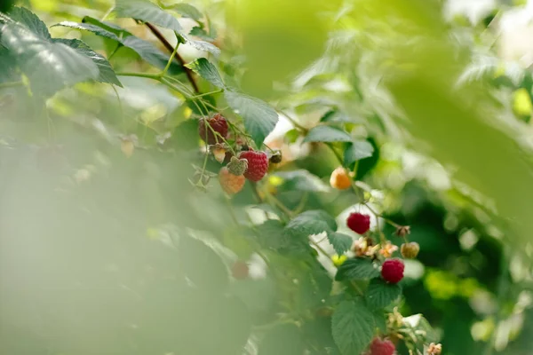 정원에 라즈베리가지 라즈베리 덤불에서 자라는 열매들 입니다 앞모습 — 스톡 사진