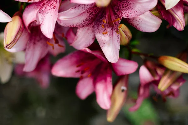 Lírio Rosa Floração Canteiro Flores Jardim Rural Luz Sol Luz — Fotografia de Stock