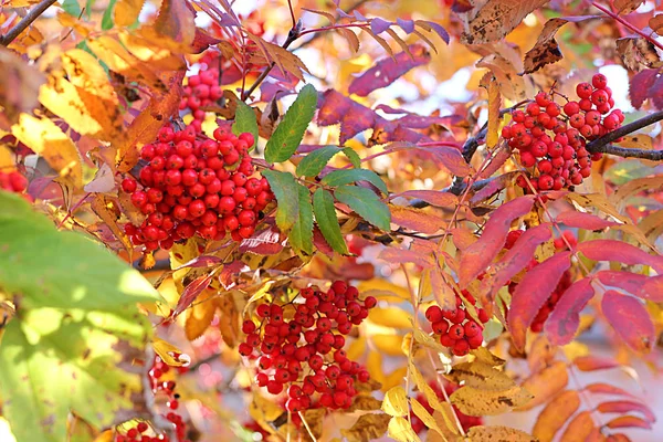 秋ナナカマドの枝と果実。カラフルな背景 — ストック写真