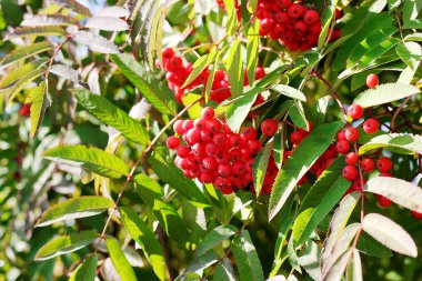 aurumn ashberry dal ve çilek. Renkli arka plan