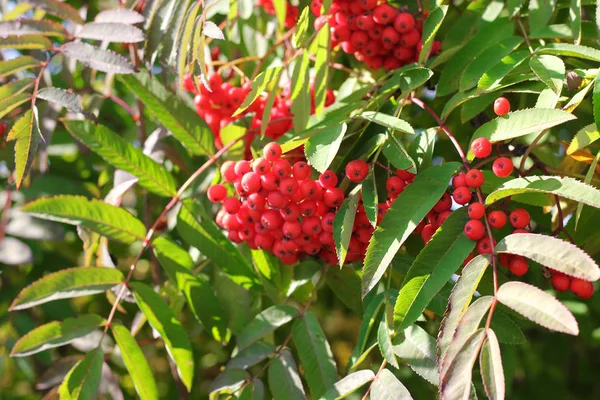aurumn ashberry dal ve çilek. Renkli arka plan