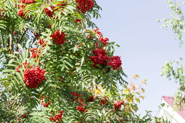 aurumn ashberry dal ve çilek. Renkli arka plan