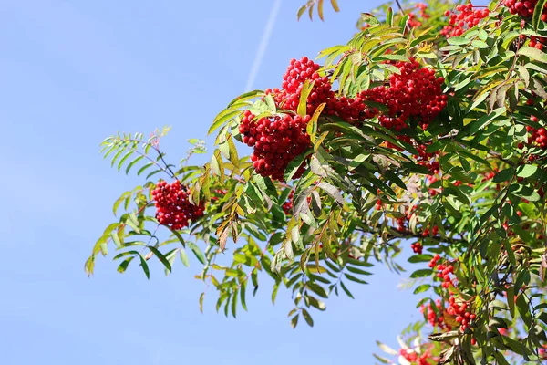 Aurumn Aschebaum und Beeren. farbenfroher Hintergrund — Stockfoto