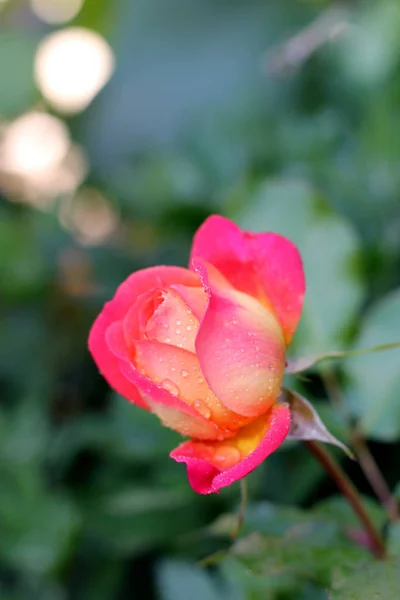 关闭花园里温柔的玫瑰 — 图库照片