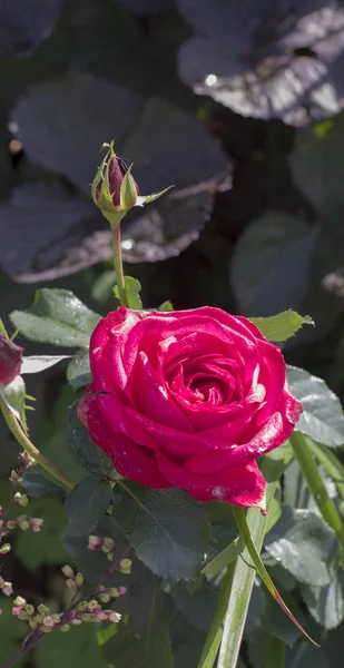 nazik güllerin bahçedeki kapatın