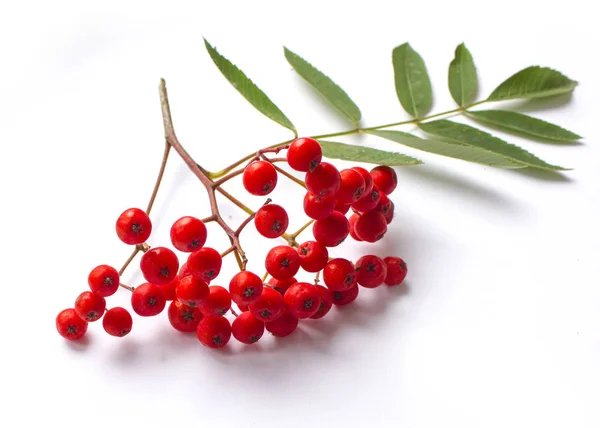 Ebereschenzweig und Beeren. reife rote Eberesche isoliert auf weißem Hintergrund — Stockfoto