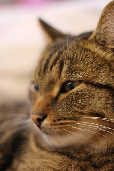 Cat portrait macro shot. European nice cat lies on the sofa — Stock Photo, Image