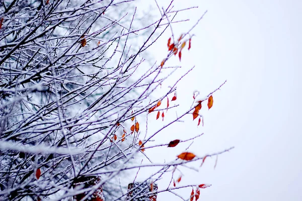 冬の夜に雪に覆われたツリー ブランチ — ストック写真