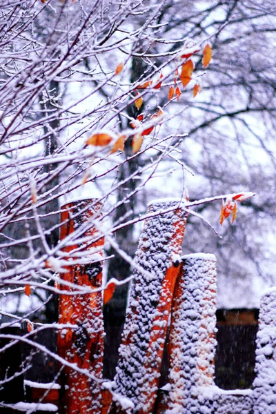 트리 brunches 겨울 저녁에 눈으로 덮여 — 스톡 사진