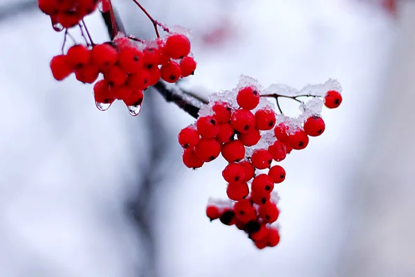 Rowan branch with berries covered with snow on a winter evening — Stock Photo, Image