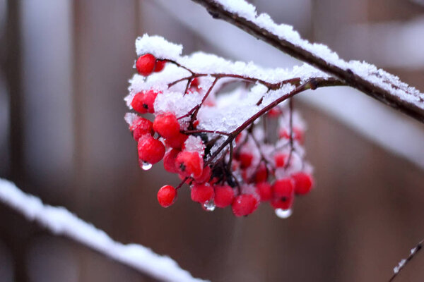 Rowan branch with berries covered with snow on a winter evening