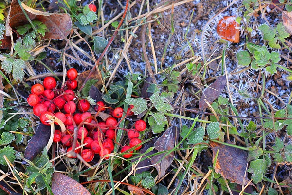 Frozen leaves, rowan berries and grass. First frost. Colorful november — Stock Photo, Image