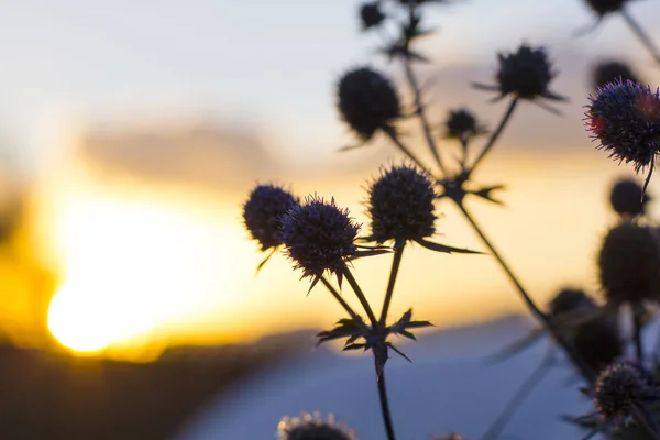 Eryngium çiçek Kasım ayında Sunset'teki. İlk frost