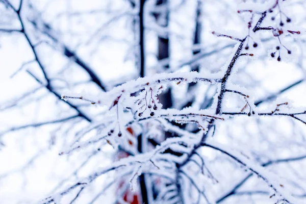 ツリー ブランチは、降雪クローズ アップ後雪のキャップで覆われています。冬菩提樹. — ストック写真