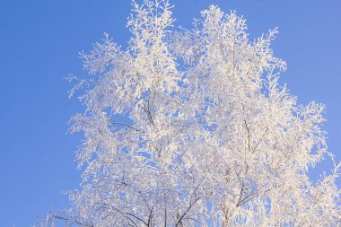 Huş ağacı kar kaplı. Kış güzel manzara. Soğuk sabah