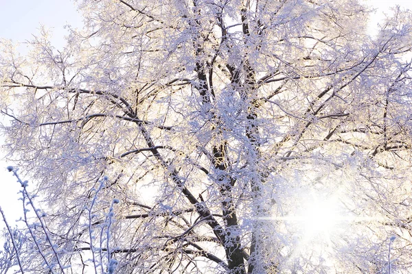 木の枝は、太陽光線では雪に覆われています。冬菩提樹 — ストック写真