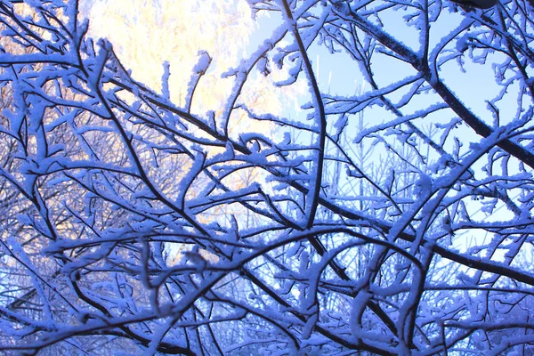 겨울에 얼어붙은 나무. 눈 나무 덮여 있다. 겨울 서 리 숲입니다. 닫습니다. 푸른 하늘 — 스톡 사진