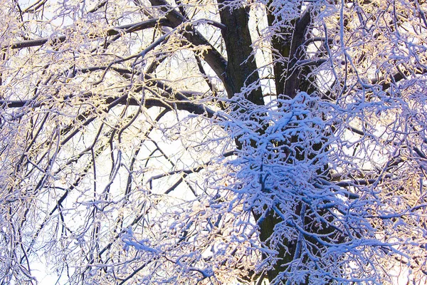 Fa ágai szereplő hó a nap sugarai. Téli hársfa — Stock Fotó