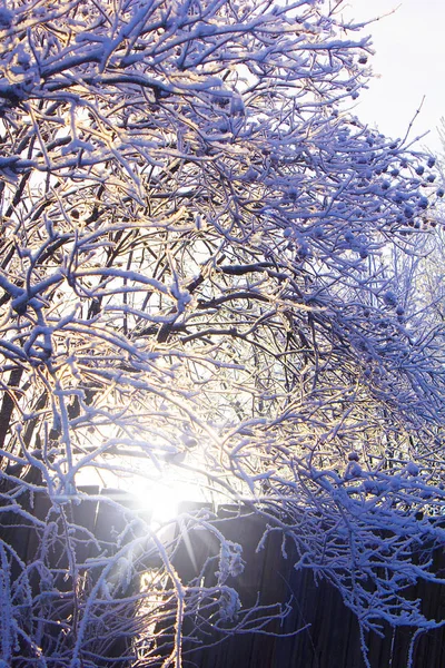나무 가지는 태양 광선에 눈에 덮여. 겨울 부시 — 스톡 사진
