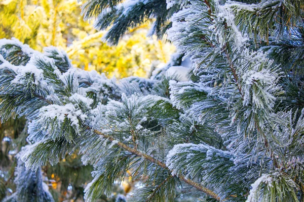 Kışın kar frost ile kaplı çam ağacı Close-up
