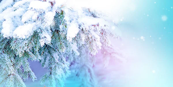 Kış ve yılbaşı arka plan. Yakın çekim fotoğraf Frost ve kar ile kaplı çam ağacı Şubesi.